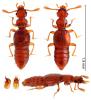Plectophloeus fischeri